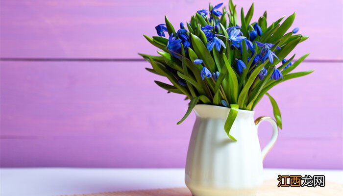 什么是雪滴花的意思 什么是雪滴花