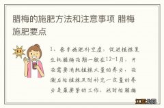 腊梅的施肥方法和注意事项 腊梅施肥要点