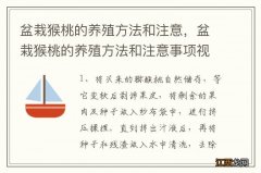 盆栽猴桃的养殖方法和注意，盆栽猴桃的养殖方法和注意事项视频