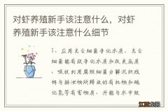 对虾养殖新手该注意什么，对虾养殖新手该注意什么细节