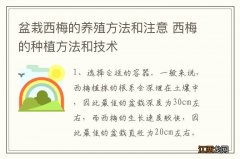 盆栽西梅的养殖方法和注意 西梅的种植方法和技术