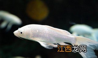 斗鱼新手养殖注意事项，斗鱼新手养殖注意事项是什么