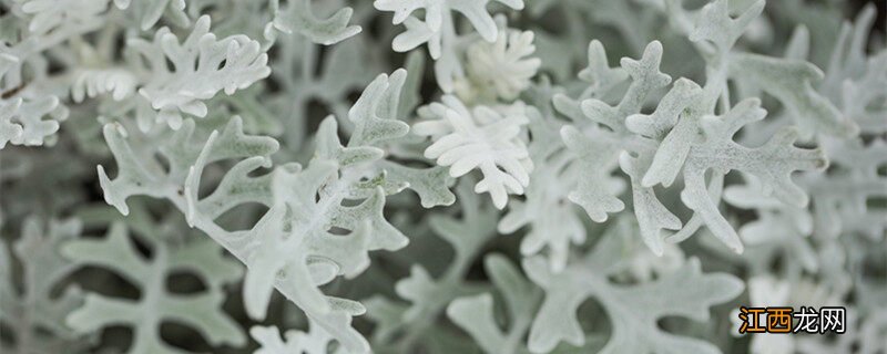 银叶菊花语是什么 银叶菊花语