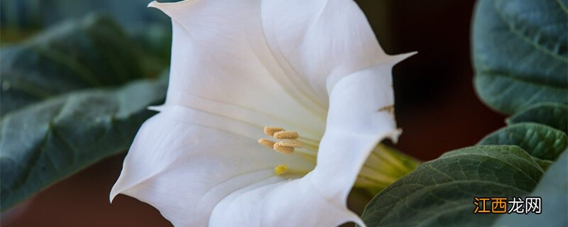 月光花的花期有多长 月光花的花期