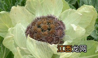 雪莲的种植技术 雪莲药材人工种植方法