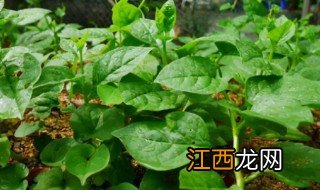 阳台木耳菜的种植方法 阳台木耳菜怎么种