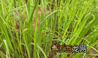 家庭阳台小葱种植方法和时间 家里小葱种植时间和方法