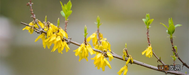 迎夏和迎春花的区别图片 迎夏和迎春花的区别