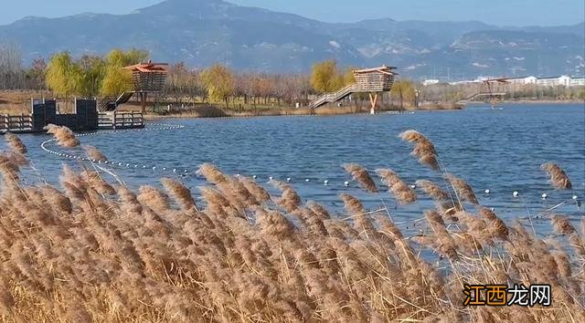 太原晋阳湖 芦苇曼妙风光美