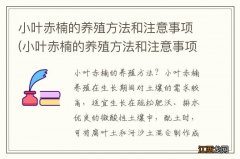 小叶赤楠的养殖方法和注意事项楠 小叶赤楠的养殖方法和注意事项