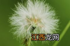 常见蔬菜有哪些功效？常吃蔬菜有什么好处？