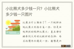 小比熊犬多少钱一只？小比熊犬多少钱一只图片