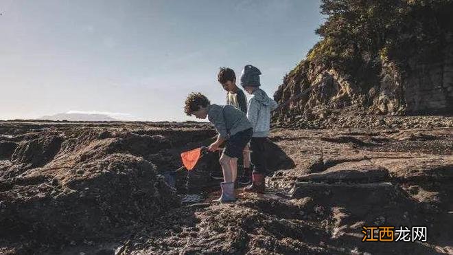 奥克兰附近这处赶海胜地，海星都要被吃完了！当地人警告......