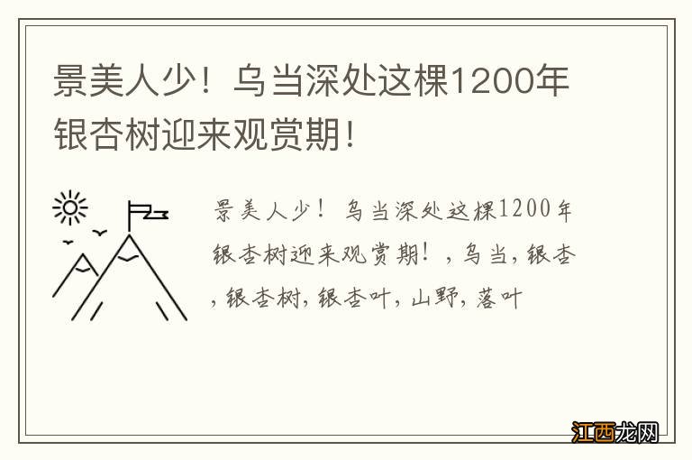 景美人少！乌当深处这棵1200年银杏树迎来观赏期！