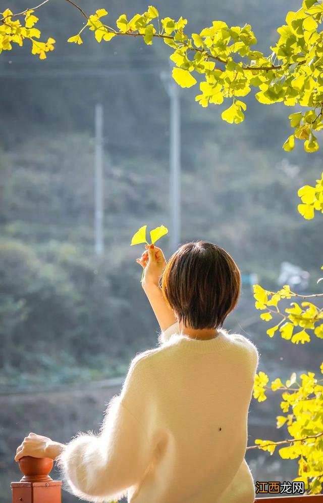 景美人少！乌当深处这棵1200年银杏树迎来观赏期！