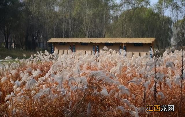 收下这份济南芦花打卡指南！一眼醉千年，太美了！