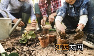 盆栽球兰花的养殖方法 盆栽球兰养殖方法和注意