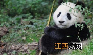 大熊猫的外形特征和生活习性，大熊猫的外形和生活特点