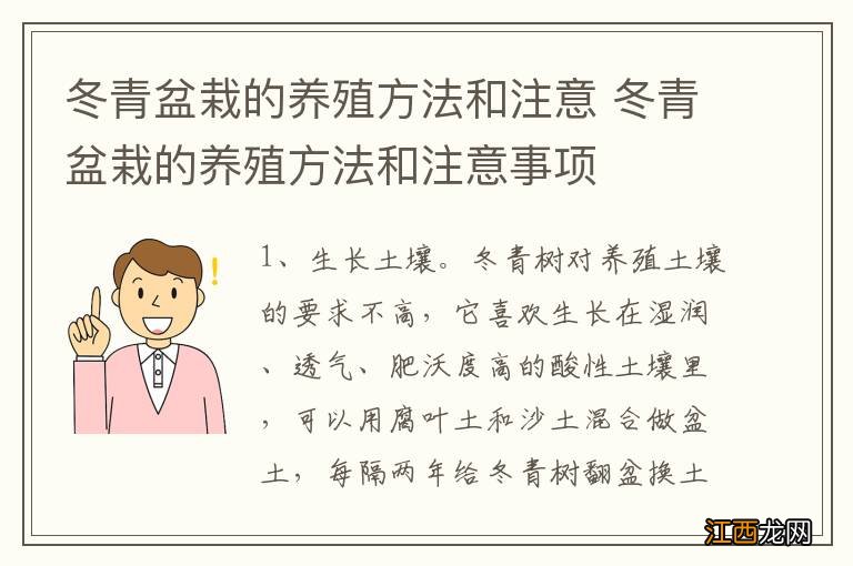 冬青盆栽的养殖方法和注意 冬青盆栽的养殖方法和注意事项