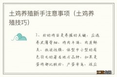 土鸡养殖技巧 土鸡养殖新手注意事项