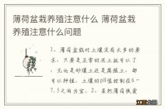 薄荷盆栽养殖注意什么 薄荷盆栽养殖注意什么问题