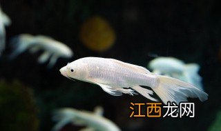 新手养殖锦鲤鱼注意事项 养殖锦鲤鱼的新手需要注意什么