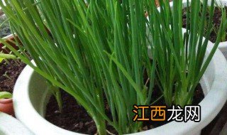 阳台葱种植方法步骤 阳台葱种植方法