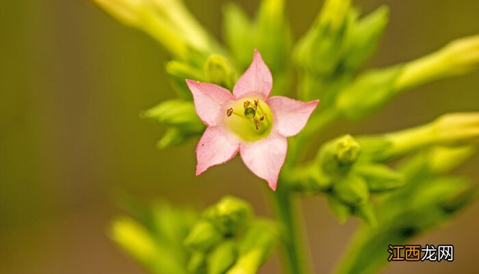 烟草花是怎么开放的拟人句 烟草花是怎么开放的