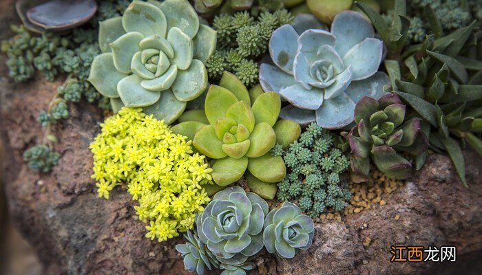 碰碰香什么时候开花图片 碰碰香什么时候开花