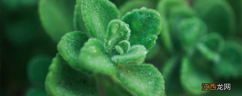 碰碰香什么时候开花图片 碰碰香什么时候开花