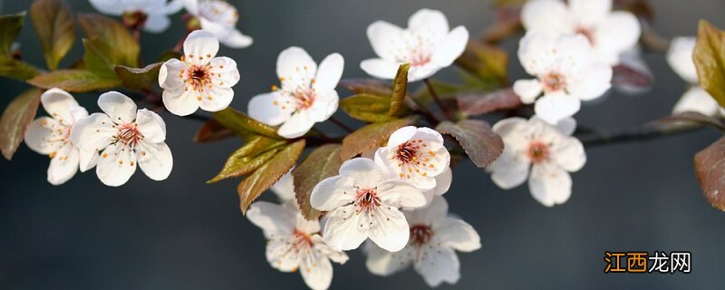 日本晚樱和东京樱花的区别哪个是双重花瓣 日本晚樱和东京樱花的区别