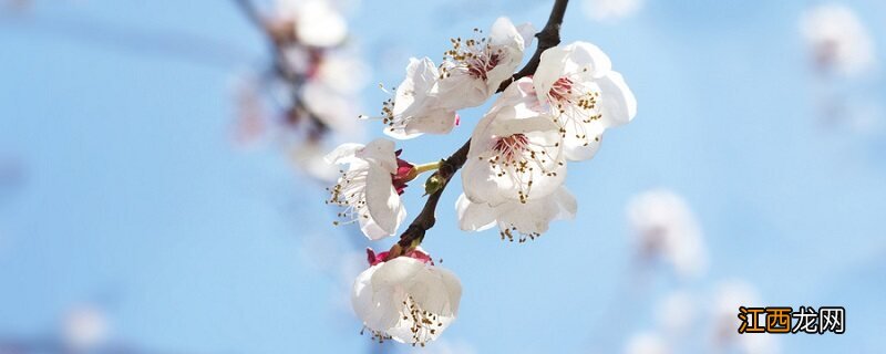 十二花神对应哪十二种花 十二花神是什么花