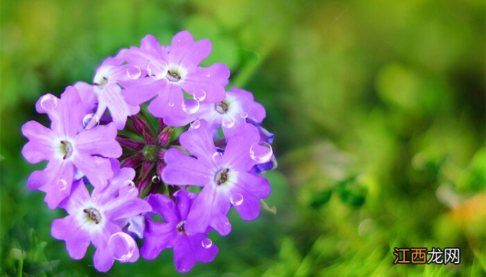 十二花神对应哪十二种花 十二花神是什么花