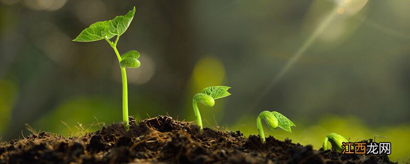 植物的根有哪几种类型 植物的根分哪几类