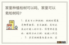 家里种植柏树可以吗，家里可以栽柏树吗?