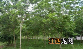 家里能否种梨树 在家里种植花梨树可以吗