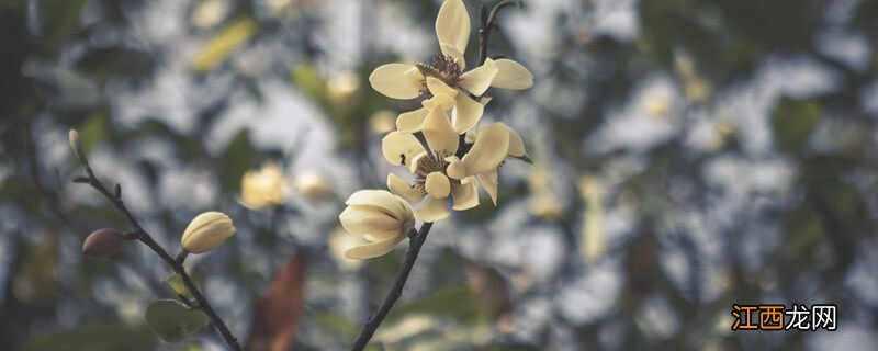 木兰花和玉兰花一样吗? 木兰花和玉兰花一样吗