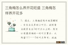 三角梅怎么养开花旺盛 三角梅怎样养开花多