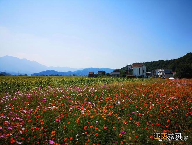 距杭州2小时古村，依山傍水人少景美，适合遛娃赏秋还有秋季花海