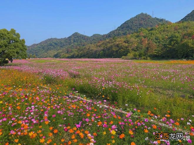 距杭州2小时古村，依山傍水人少景美，适合遛娃赏秋还有秋季花海