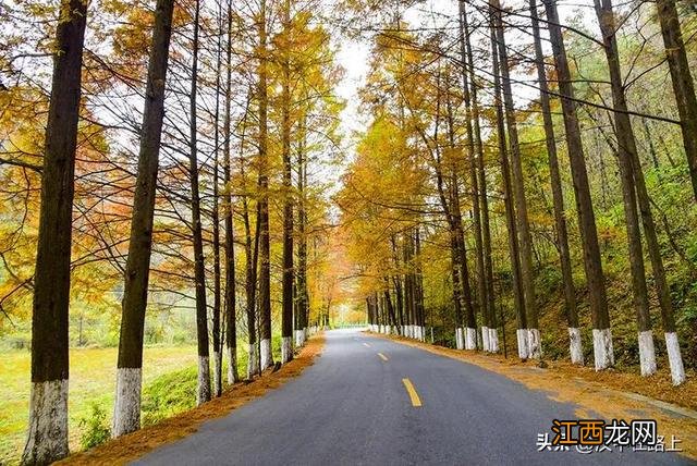 秋日限定！汉中秦岭深处的极致美景，去过的人都说美