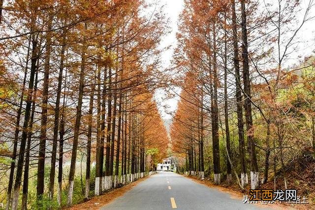 秋日限定！汉中秦岭深处的极致美景，去过的人都说美