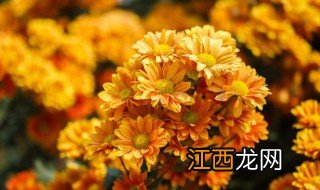 菊有黄华什么意思 黄菊花白菊花啥意思