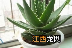 板栗桂花粥怎么做？板栗桂花粥的做法是什么？