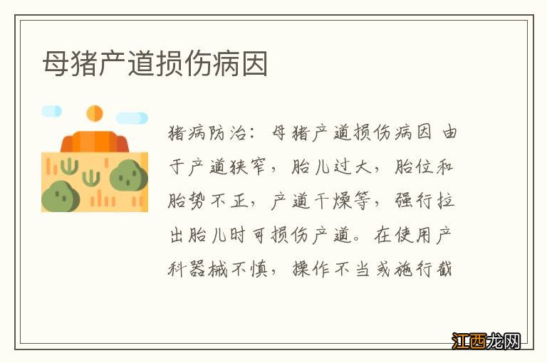 母猪产道损伤病因