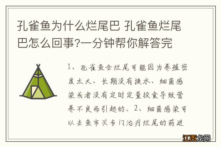 孔雀鱼为什么烂尾巴 孔雀鱼烂尾巴怎么回事?一分钟帮你解答完