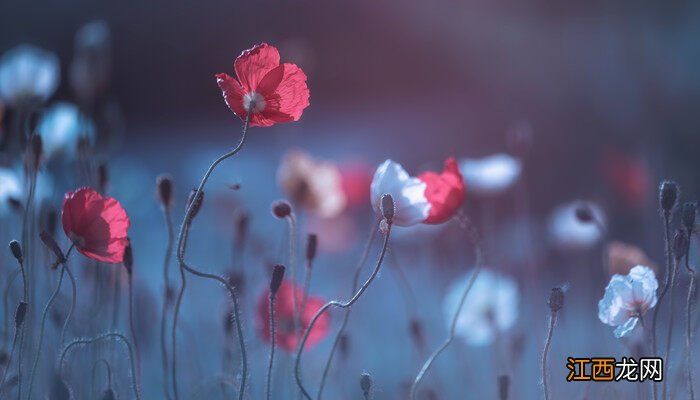 黄色虞美人 花语 黄色虞美人花花语