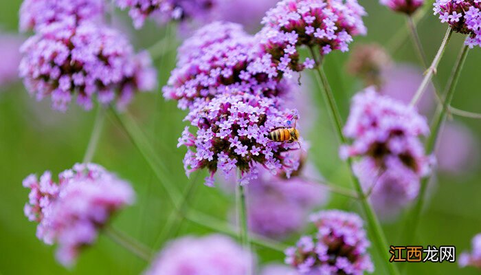 羽叶薰衣草怎么养殖 羽叶薰衣草怎么养