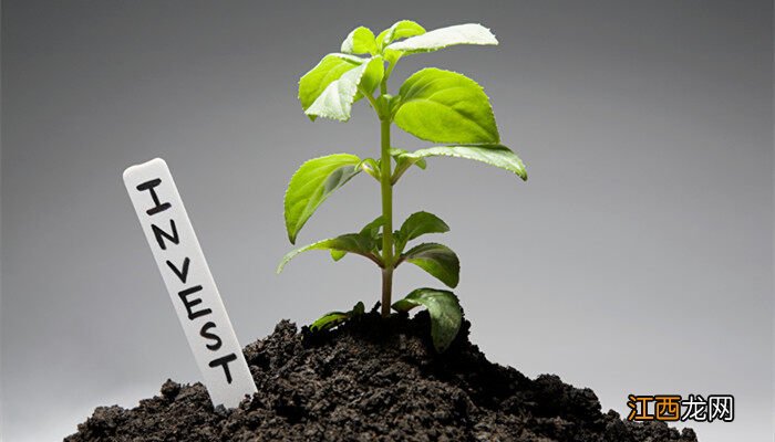 乌饭子怎么种植 乌饭子怎么种