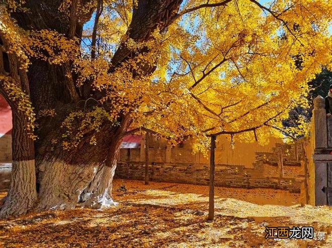 北京遛娃拍照赏秋好去处,依山而建人少景美,还能遇见千年银杏树